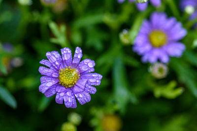 Close-up of purple flowering plant