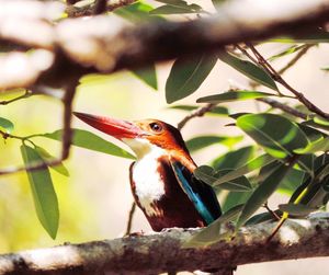 Close-up of bird perching on tree