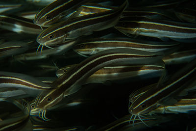 Close-up of fish swimming in tank