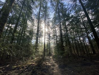 Low angle view of trees in forest against sky