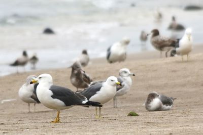 Birds perching on riverbank