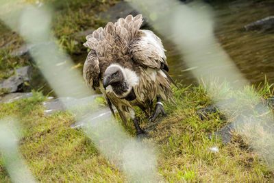 Dog in water