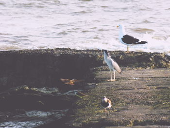 Birds in water