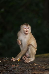 Wild monkeys are lounging and eating on the ground. in khao yai national park, thailand