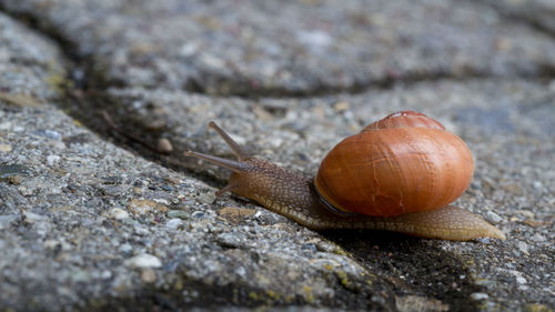 Close-up of snail