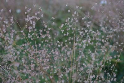 Full frame shot of spider web on grass