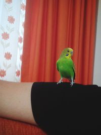Close-up of parrot perching on finger at home