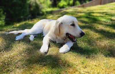 Dog looking away on field