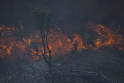 Forest fire is ukraine, chernobyl, april 2020, disaster, ecology catastrophe