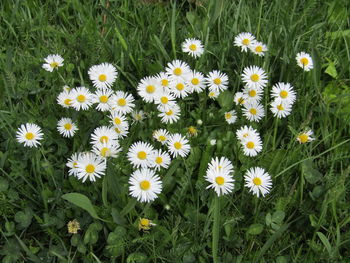 High angle view of flowers blooming on field