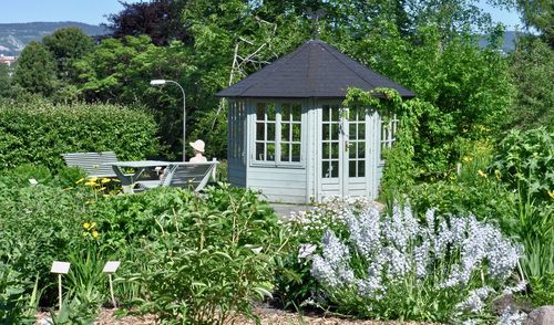 Plants growing in front of building