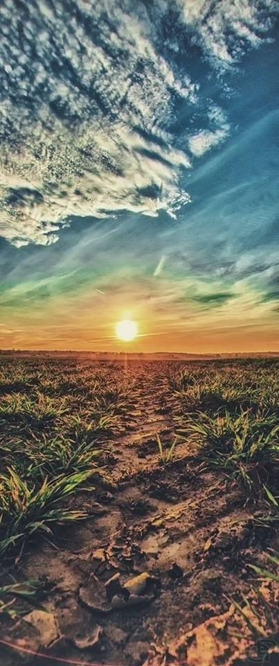 sunset, tranquil scene, tranquility, sky, scenics, beauty in nature, landscape, nature, sun, sunlight, field, cloud - sky, idyllic, beach, outdoors, plant, rural scene, agriculture, growth, no people