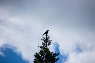Low angle view of bird perching on a tree