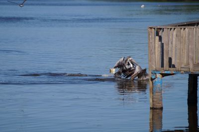 Turtle swimming in sea