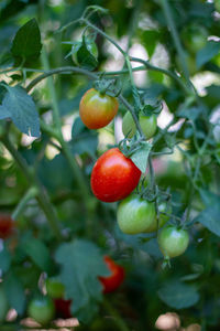 Close-up of cherries on tree