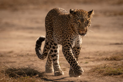 Leopard walking on field