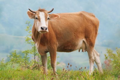 Portrait of horse standing on field