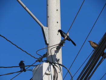 Low angle view of bird on cable against clear blue sky