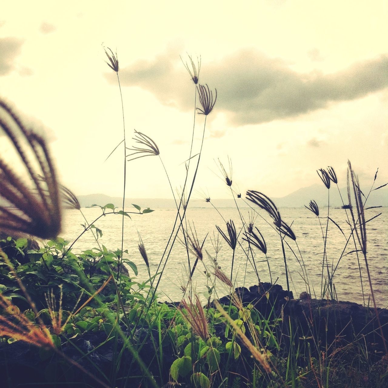 plant, sky, beach, nature, growth, tranquility, water, beauty in nature, grass, stem, tranquil scene, sunset, sea, sand, scenics, shore, horizon over water, focus on foreground, growing, outdoors