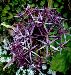 Close-up of plant