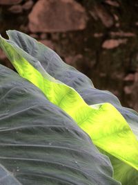 Close-up of green leaves