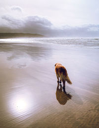 Dog running at beach against sky
