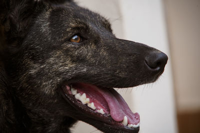 Close-up of dog looking away