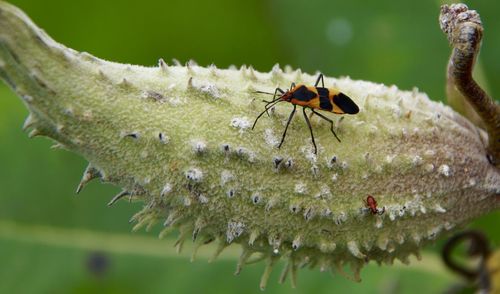 Close-up of insect on leaf