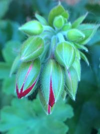 Close-up of plant