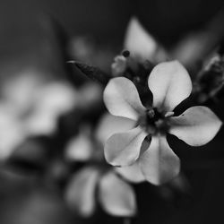 Close-up of flower