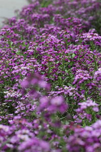 Close-up of pink flowers