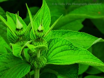 Close-up of green leaves