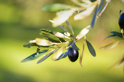 Olive bunch with black ripe olives in olive grove on a blurred background, puglia, italy