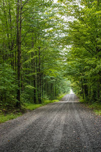 Road amidst trees in forest