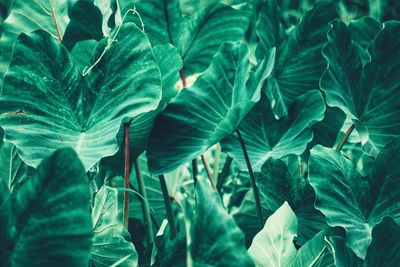 Full frame shot of fresh green leaves