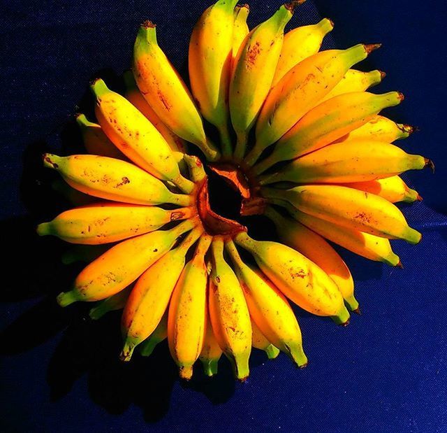 flower, petal, freshness, yellow, flower head, fragility, pollen, single flower, beauty in nature, close-up, growth, nature, stamen, blooming, studio shot, indoors, in bloom, black background, plant, sunflower