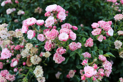 Close-up of pink flowering plants