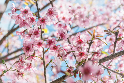 Close-up of pink cherry blossoms in spring