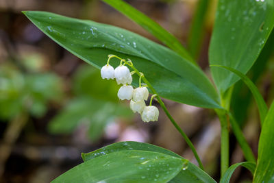 Close-up of white flowering plant