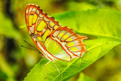 Close-up of insect on leaf
