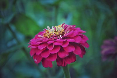 Close-up of pink dahlia on plant