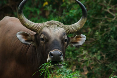 Banteng was eating a young grass, a young bamboo leaf.
