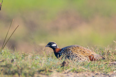 Close-up of bird on field