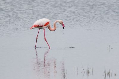 Flamingo bird in the wild