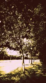 Image of trees against the sky