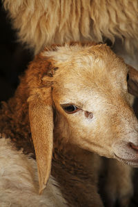 Close-up of a sheep