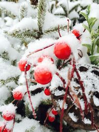 Close-up of snow covered tree