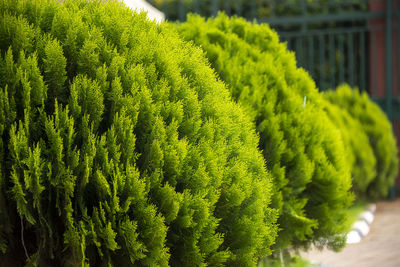 Close-up of fern growing in park