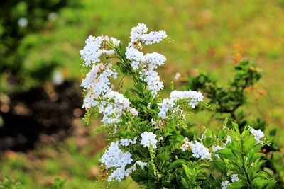 Close-up of white flowers