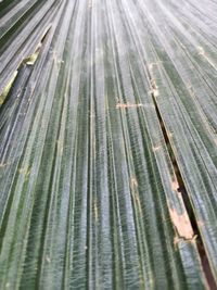 Full frame shot of palm leaves